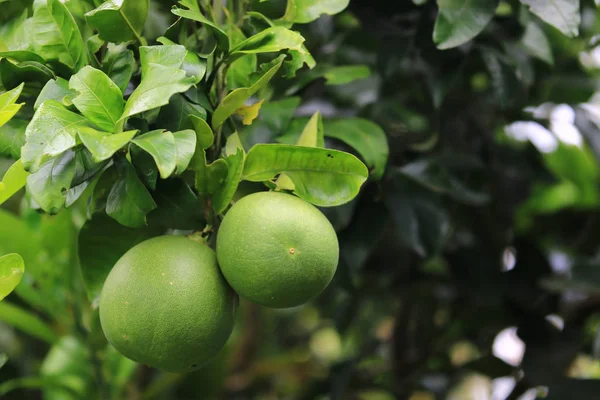 Um par de toranja verde pendurado em uma árvore de toranja no jardim — Fotografia de Stock