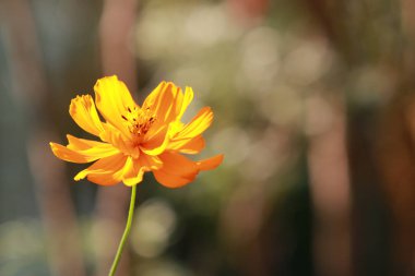 Ga 'daki doğa arka planında güzel bulanık turuncu kozmos çiçeği