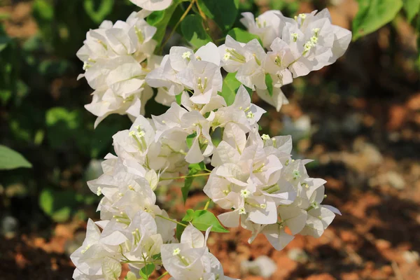 Vacker vit bougainvillea blommar, Ljusvit bougainvill — Stockfoto