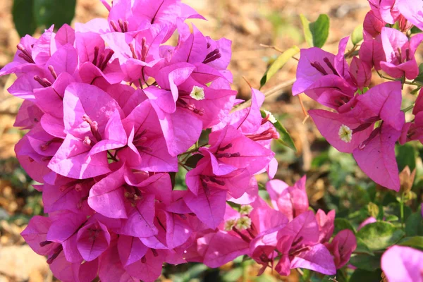 Vacker rosa bougainvillea blommar, Ljusrosa bougainvillea — Stockfoto