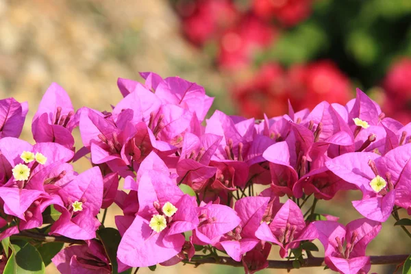 Vacker rosa bougainvillea blommar, Ljusrosa bougainvillea — Stockfoto