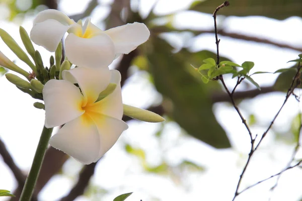 午前中に咲く白色のプルメリア Frangipani の美しいグループ 花の背景として明るい白色の黄色のプルメリアの花 花とのクローズアッププルメリアの木 — ストック写真