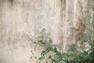 Eski beton duvarın soyut dokusu, soyut arkaplan desenli gri çimento, liken desenli eski duvar, çimento duvarındaki yosun dokusunu kapatan kirli beyaz duvar.