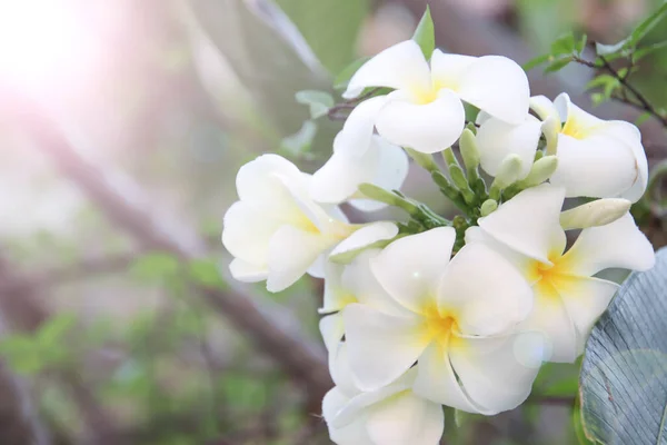 Belo grupo de plumeria branca (frangipani) florescendo pela manhã, flores plumeria amarelo branco brilhante como um fundo floral — Fotografia de Stock