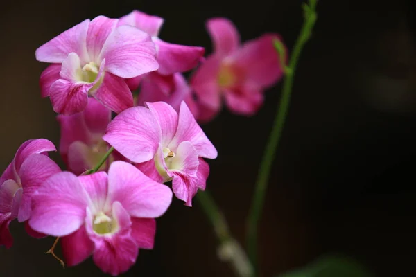 Dendrobium Orkidéer Växter Med Rosa Gul Vit Färg Grupp Orkidéer — Stockfoto