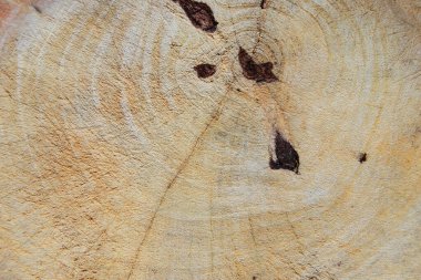 Yakın plan eski ahşap doku, eski ahşap arka plan dokusu, eski doğal desen.