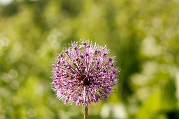 Christophe\'s bow is purple on a green background .