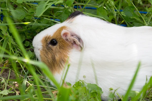 Guinea Prase Sedí Trávě Přírodě — Stock fotografie