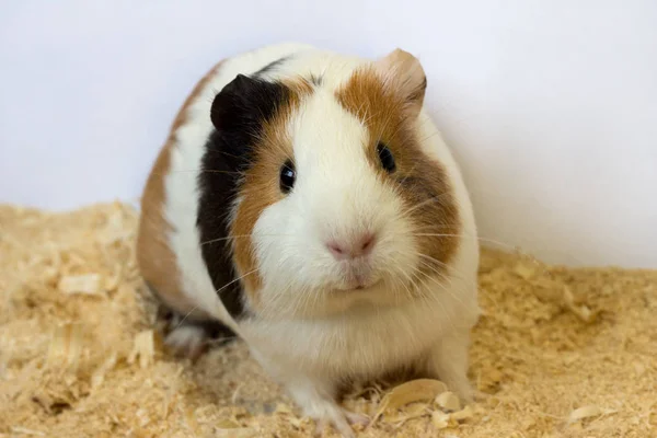 Het Guinea Varken Zit Het Zaagsel Glimlacht — Stockfoto