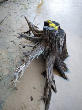 Göl kıyısında yaşlı bir ağaç kütüğü.