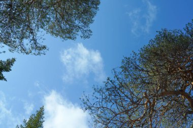 Büyük çam. Güzel arkaplan