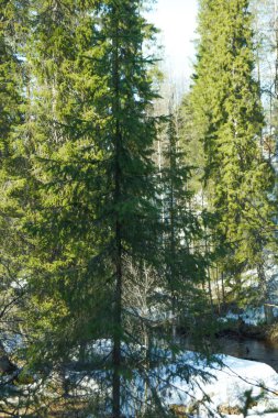 Bahar güneşi. Ladin Ormanı.