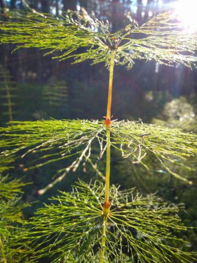 Kapatın. Ormanda güneş.
