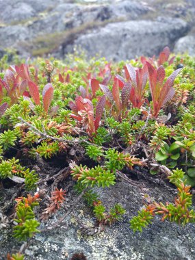 Kuzey dağlık bitki örtüsü.
