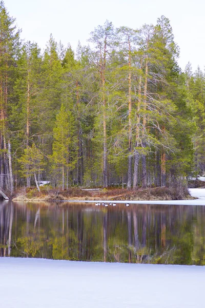 Весной Лес Лёд Воде Стоковое Изображение