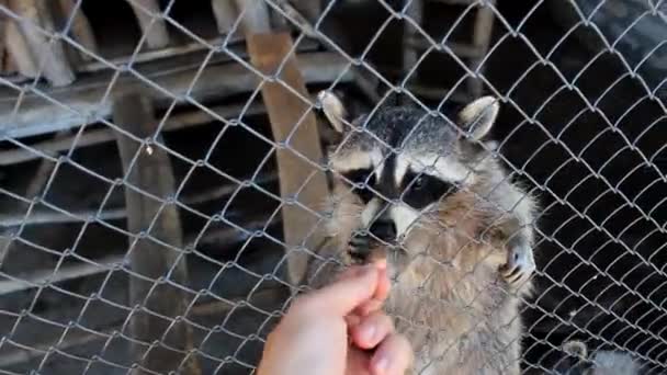 Raccoons and people communicating through protective net at zoo — Stock Video