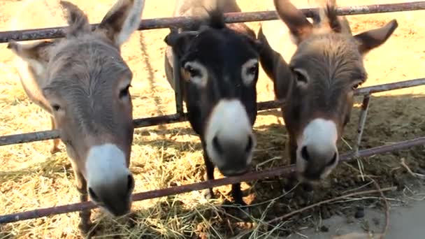 Donkeys eat a carrot out of the hands on the farm — Stock Video