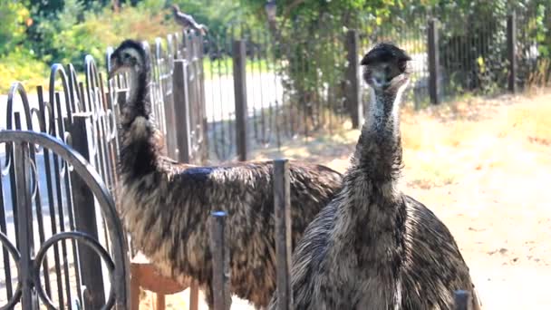 Avestruces en la granja avestruz — Vídeos de Stock