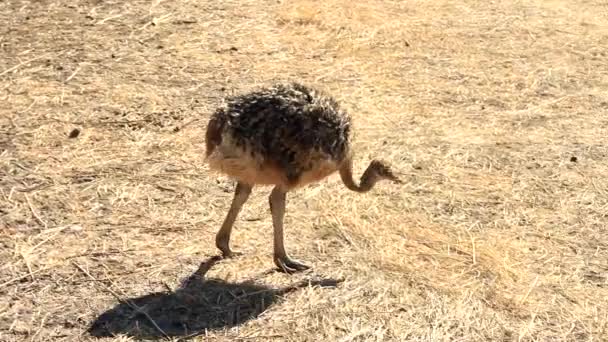 Baby ostriches feeding at the ostrich farm — Αρχείο Βίντεο