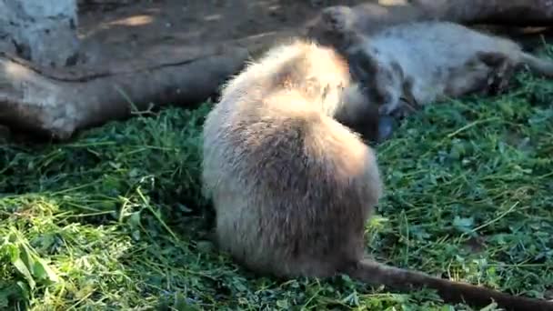 Wild furry coypus (river rat, nutria) eating grass and play — Stock video