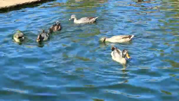 Enten schwimmen und tauchen im Teich — Stockvideo