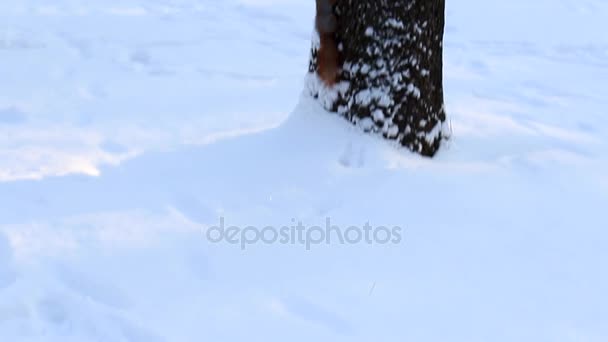 Esquilo correndo na neve no parque de inverno — Vídeo de Stock