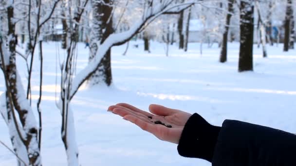 Великі цицьки, що виштовхують насіння з рук у зимовому парку — стокове відео