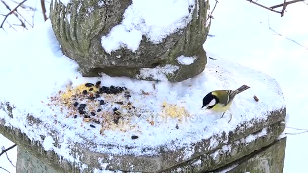 素晴らしいおっぱいと種子や雪の中で穀物をついばむ青シジュウカラ — ストック動画