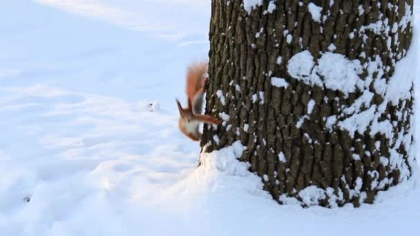 Veverka běží na strom v zimě parku — Stock video