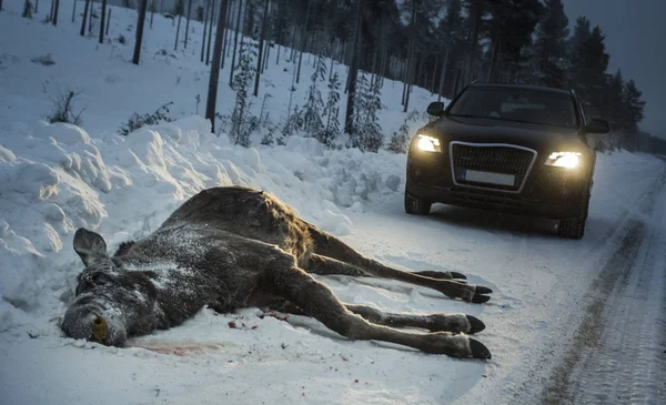 Moose Car Collision Accident Dead