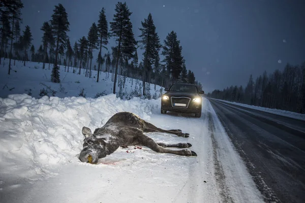 Moose Car Collision Accident Dead