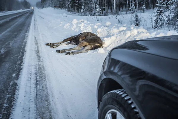 Moose Car Collision Accident Dead