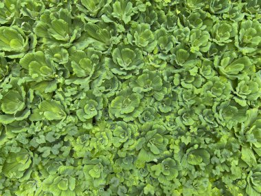 Su Marulları, Pistia Stratiotes. Yaprakları ve çiçekleri olan bir grup bitki. Doğal eko dokusu, şablon, arkaplan
