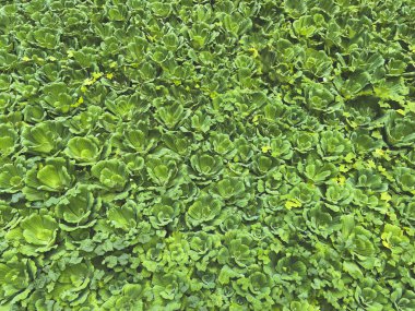 Su Marulu, Pistia stratiotları. Gen yapraklı, çiçekli bir grup bitki. Doğal ekolojik doku, desen, arka plan.