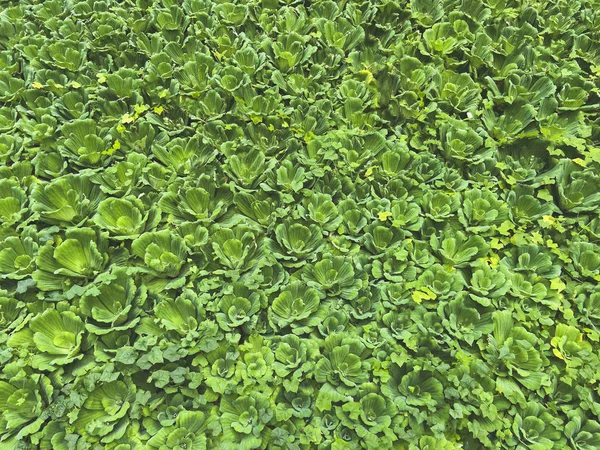 Su Marulu, Pistia stratiotları. Gen yapraklı, çiçekli bir grup bitki. Doğal ekolojik doku, desen, arka plan.