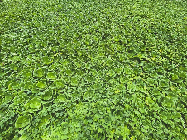 Yaprakları ve çiçekleri olan bir sürü güzel yeşil bitki. Doğal ekolojik arkaplan dokusu.