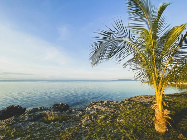 Bellissimo paesaggio di una costa rocciosa con erba e una palma primo piano su uno sfondo di mare blu, cielo e nuvole . — Foto Stock
