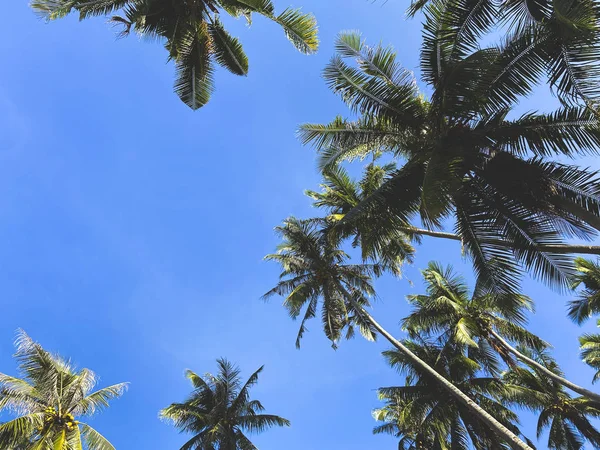 Hindistan cevizi manzaralı güzel palmiye ağaçları. Palmiye ağaçları, tropik bir adada parlak mavi bir gökyüzü..