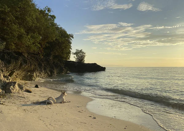 Güneşin doğuşunun güzel manzarası, denizde gün batımı. Sahilde yatan tek renkli beyaz köpek. Yeşil ormanlı kayalık sahil