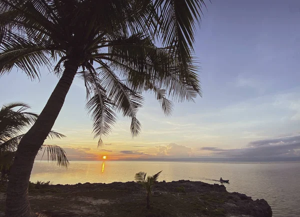 Güzel bir gün doğumunun, gün batımının büyülü manzarası. Kayalık bir sahilde duran palmiye ağacı. Denizde yüzen bir adam