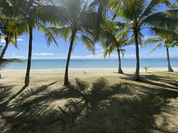 Bellissimo Paesaggio Palmeto Una Spiaggia Sabbiosa Resort Paradisiaco Uno Sfondo — Foto Stock