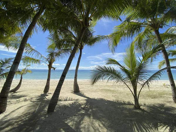 Bellissimo Paesaggio Palmeto Una Spiaggia Sabbiosa Resort Paradisiaco Sullo Sfondo — Foto Stock