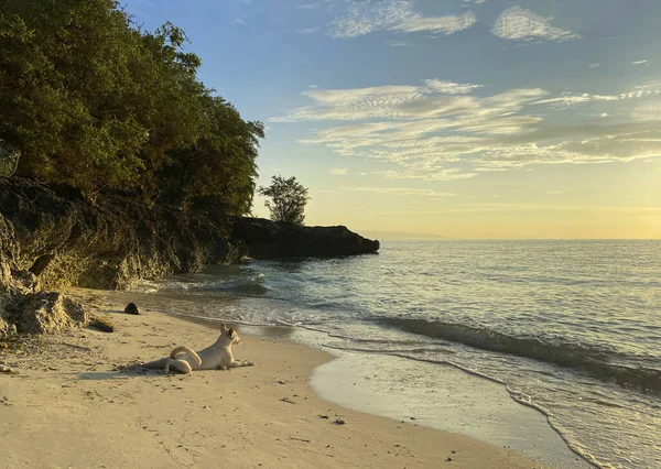 Güneşin doğuşunun güzel manzarası, denizde gün batımı. Kumsalda yatan beyaz köpek. Yeşil ormanlı kayalık sahil.
