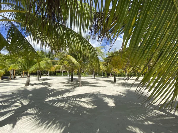 Beau Paysage Plage Sable Blanc Avec Bas Palmiers Verdoyants Ombres — Photo