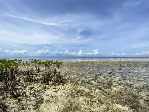 Alışılmadık bir mangrov ağacı manzarası, deniz yatağı. Mavi gökyüzünün yansıması ve sudaki beyaz bulutlar. Sakin, tenha, sessiz bir yer..