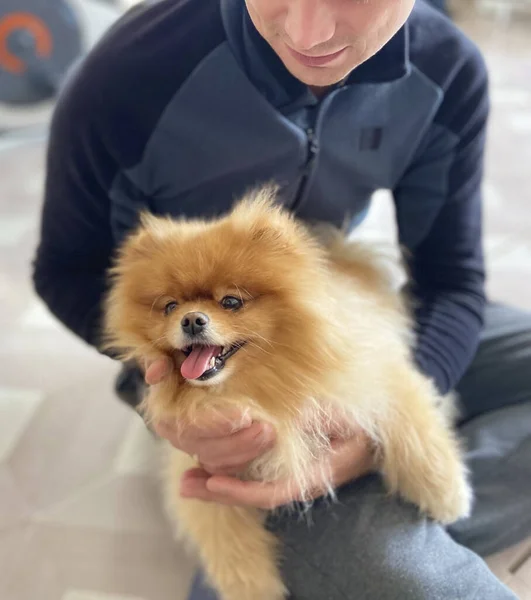 Erkeğin kucağında mutlu, tüylü bir köpek yavrusu. İnsan ve hayvan ilişkisi.