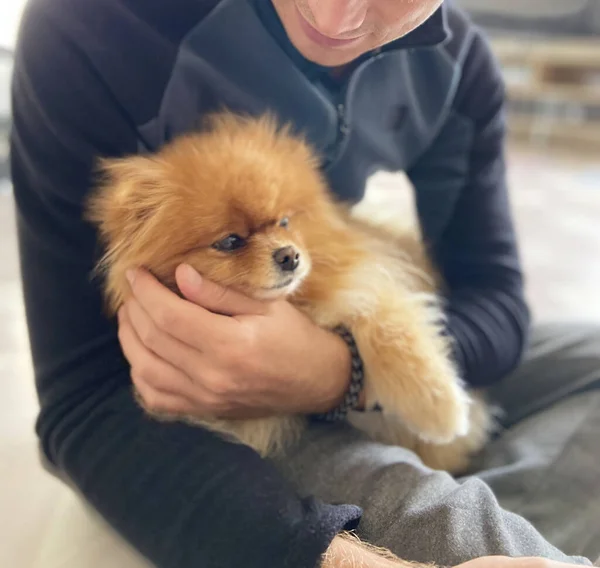 Hermoso perrito esponjoso en mans lap.Human y conexión animal.Trust, amistad — Foto de Stock
