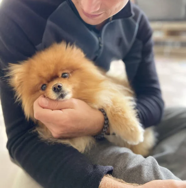 Erkeğin kucağında tüylü bir köpek yavrusu. İnsan ve hayvani bağ. En iyi arkadaşa nazikçe sarılma.