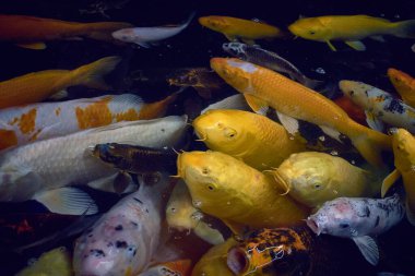 Birçok renkli koi balığı bir gölette birlikte.