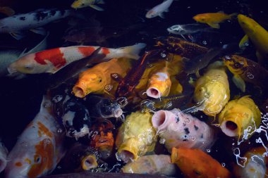 Birçok renkli koi balığı bir gölette birlikte.